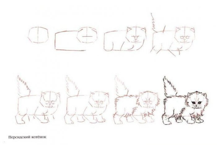 Как нарисовать персидского котенка