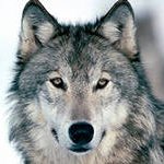 Пословицы и поговорки про волков