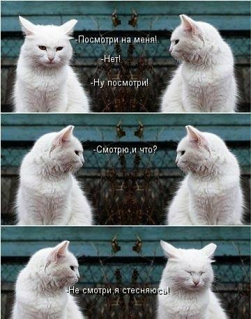 Смешные картинки с котами