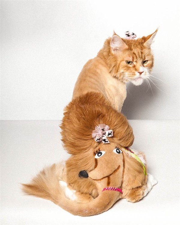 Смешные картинки с прическами для кошки