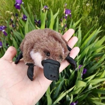 Выкройка утконоса (Олеся Демиденко)