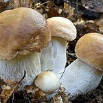 Пословицы для детей про грибы