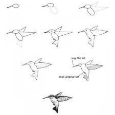 Урок рисования птиц