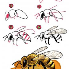 Схемы поэтапного рисования разных насекомых