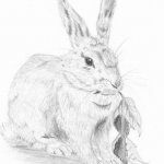 Кролик. Уроки пошагового рисования