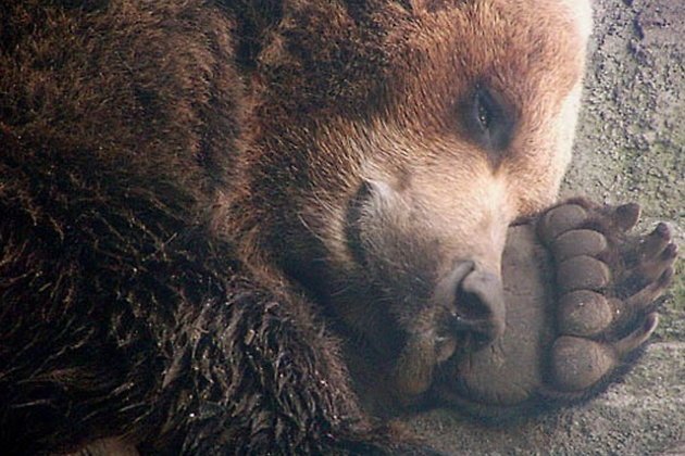 Детские вопросы. Почему медведи впадают в спячку?