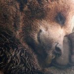 Детские вопросы. Почему медведи впадают в спячку?