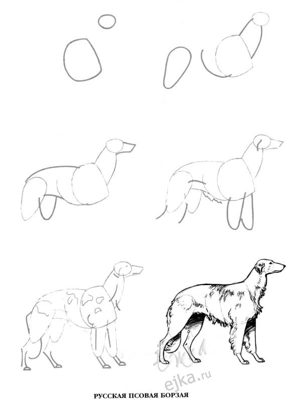 Рисование собаки - урок поэтапного рисования для детей