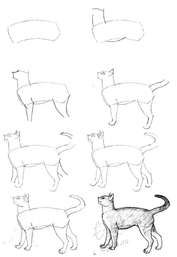 Урок поэтапного рисования карандашом - рисуем кошку
