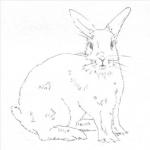 Как нарисовать кролика - поэтапный урок рисования