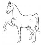 Лошадь - пошаговое рисование для детей