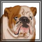 Бульдог - урок пошагового рисования собаки карандашом
