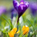 Приметы весны – народные пословицы и поговорки о весне