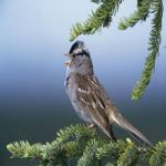 Почему поют птицы? Ответ на детский вопрос