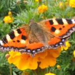 Стихи про насекомых для детей - о бабочках, гусеницах, кузнечиках