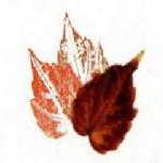 Гербарий - как сделать альбом из листьев, рисунки отпечатками листьев