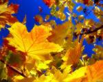 Почему осенью желтеют листья? Ответы на детские вопросы